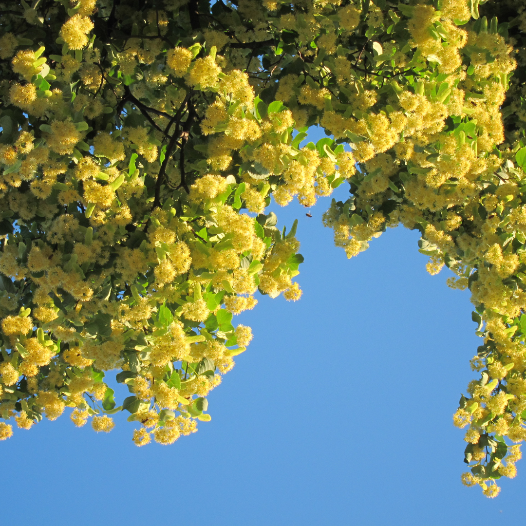 linden tree